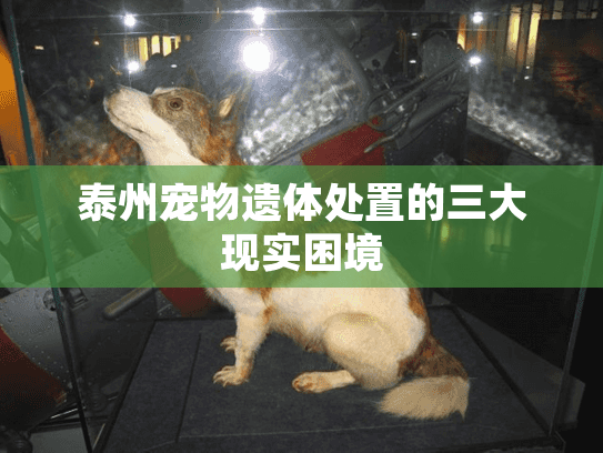 泰州宠物遗体处置的三大现实困境
