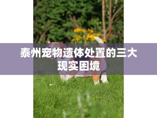 泰州宠物遗体处置的三大现实困境