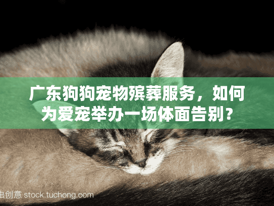 广东狗狗宠物殡葬服务，如何为爱宠举办一场体面告别？
