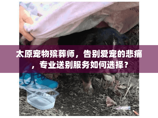 太原宠物殡葬师，告别爱宠的悲痛，专业送别服务如何选择？