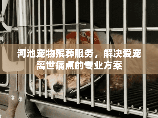 河池宠物殡葬服务，解决爱宠离世痛点的专业方案
