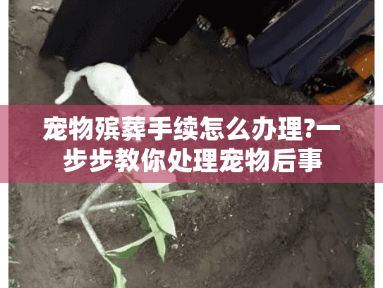 宠物殡葬手续怎么办理?一步步教你处理宠物后事