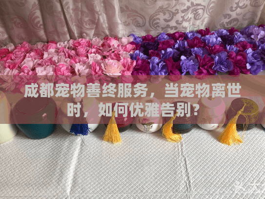 成都宠物善终服务，当宠物离世时，如何优雅告别？