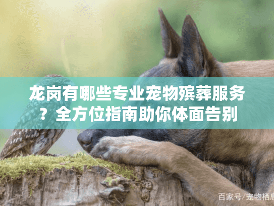 龙岗有哪些专业宠物殡葬服务？全方位指南助你体面告别
