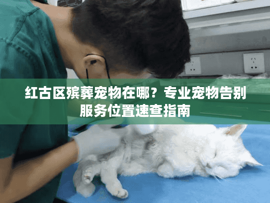 红古区殡葬宠物在哪？专业宠物告别服务位置速查指南