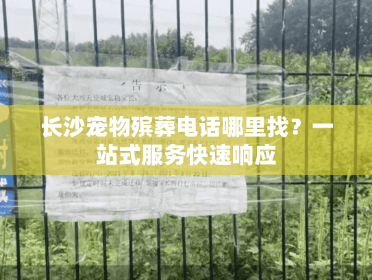 长沙宠物殡葬电话哪里找？一站式服务快速响应
