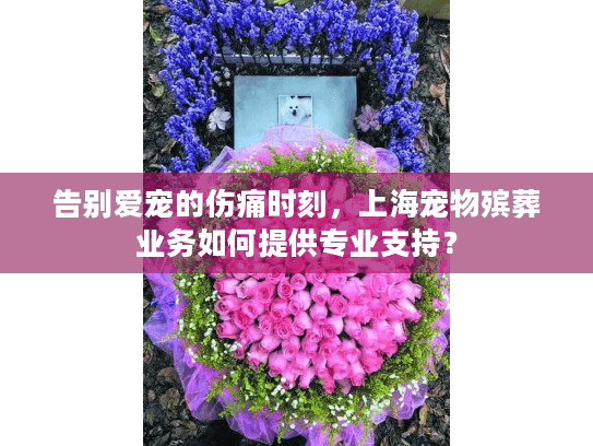告别爱宠的伤痛时刻，上海宠物殡葬业务如何提供专业支持？