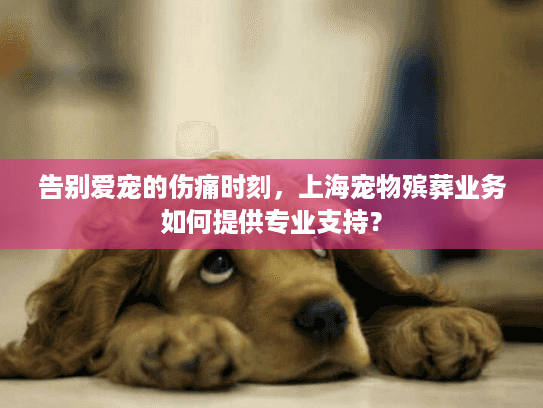 告别爱宠的伤痛时刻，上海宠物殡葬业务如何提供专业支持？