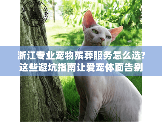 浙江专业宠物殡葬服务怎么选?这些避坑指南让爱宠体面告别