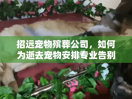 招远宠物殡葬公司，如何为逝去宠物安排专业告别仪式？