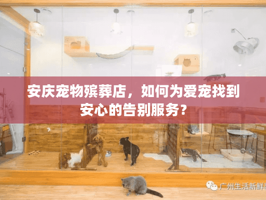 安庆宠物殡葬店，如何为爱宠找到安心的告别服务？