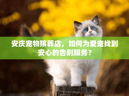 安庆宠物殡葬店，如何为爱宠找到安心的告别服务？