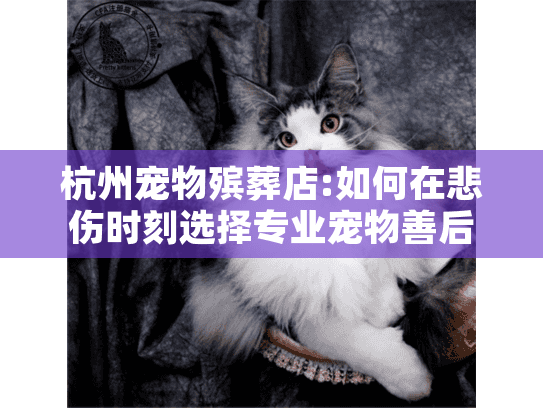 杭州宠物殡葬店:如何在悲伤时刻选择专业宠物善后服务?