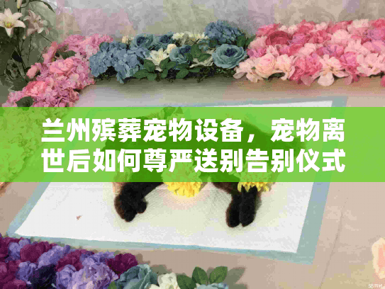 兰州殡葬宠物设备，宠物离世后如何尊严送别告别仪式？