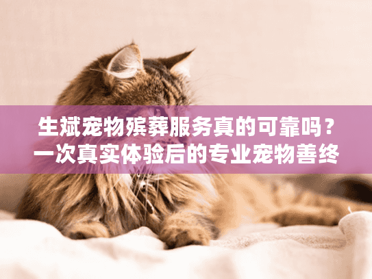 生斌宠物殡葬服务真的可靠吗？一次真实体验后的专业宠物善终选择指南