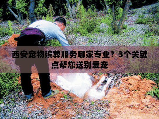 西安宠物殡葬服务哪家专业？3个关键点帮您送别爱宠