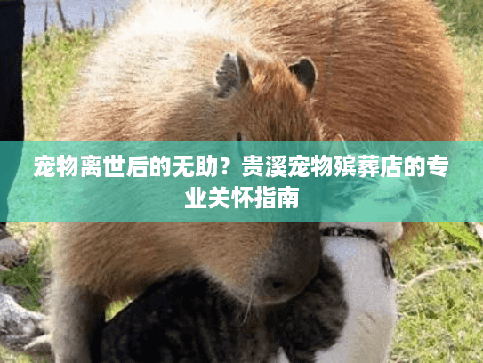 宠物离世后的无助？贵溪宠物殡葬店的专业关怀指南