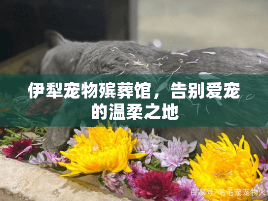 伊犁宠物殡葬馆，告别爱宠的温柔之地