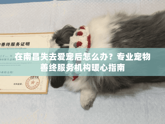 在南昌失去爱宠后怎么办？专业宠物善终服务机构暖心指南