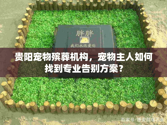 贵阳宠物殡葬机构，宠物主人如何找到专业告别方案？