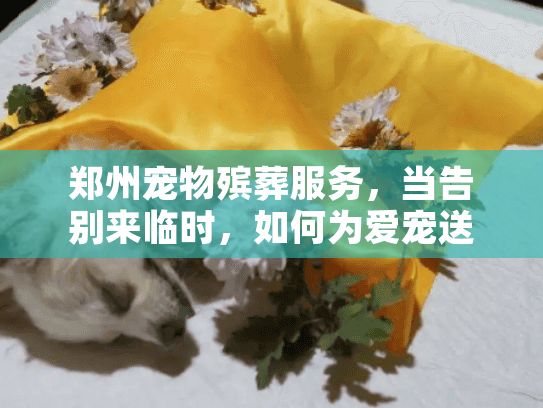 郑州宠物殡葬服务，当告别来临时，如何为爱宠送上体面一程？