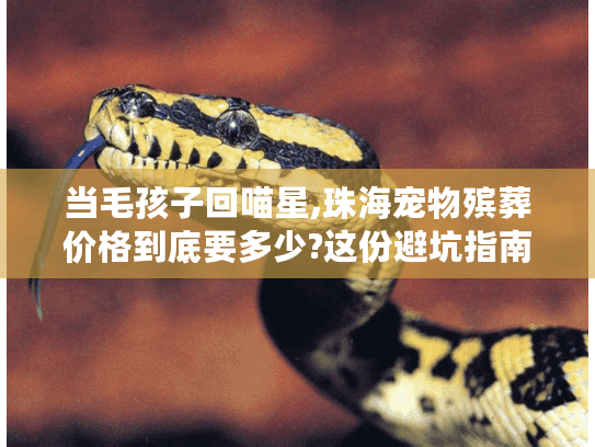 当毛孩子回喵星,珠海宠物殡葬价格到底要多少?这份避坑指南请收好