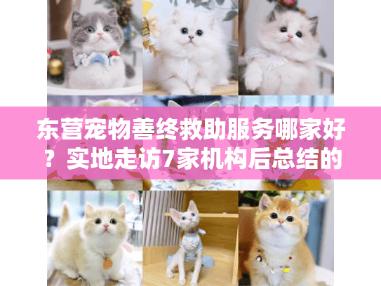 东营宠物善终救助服务哪家好？实地走访7家机构后总结的避坑指南