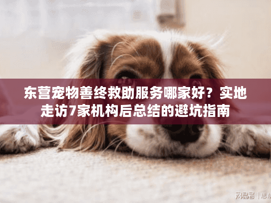 东营宠物善终救助服务哪家好？实地走访7家机构后总结的避坑指南