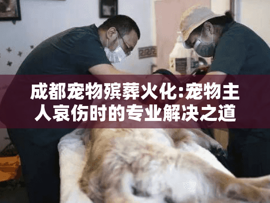 成都宠物殡葬火化:宠物主人哀伤时的专业解决之道