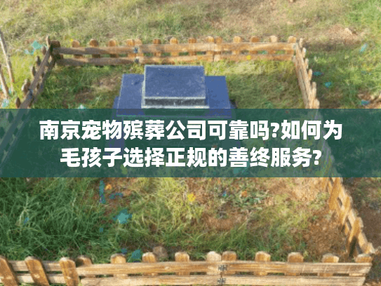 南京宠物殡葬公司可靠吗?如何为毛孩子选择正规的善终服务?