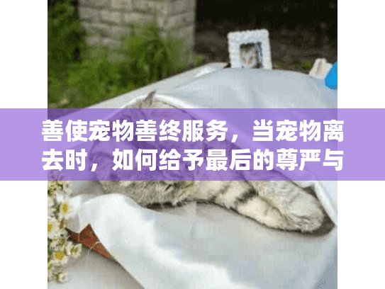 善使宠物善终服务，当宠物离去时，如何给予最后的尊严与安慰？
