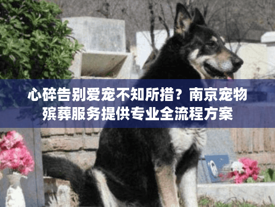 心碎告别爱宠不知所措？南京宠物殡葬服务提供专业全流程方案