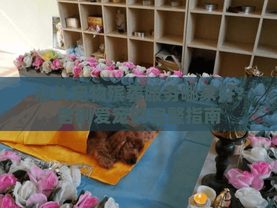 汕头宠物殡葬服务哪家好?告别爱宠的完整指南