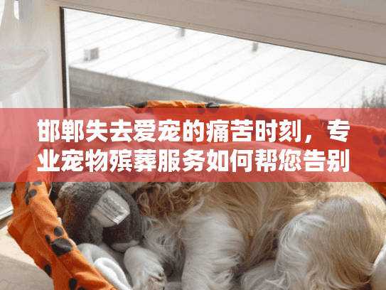 邯郸失去爱宠的痛苦时刻，专业宠物殡葬服务如何帮您告别？