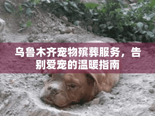 乌鲁木齐宠物殡葬服务，告别爱宠的温暖指南