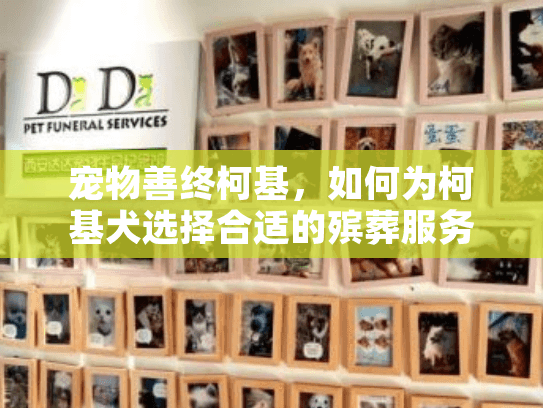 宠物善终柯基，如何为柯基犬选择合适的殡葬服务？