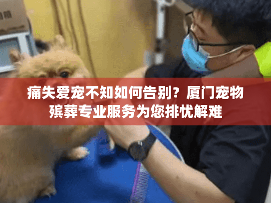 痛失爱宠不知如何告别？厦门宠物殡葬专业服务为您排忧解难