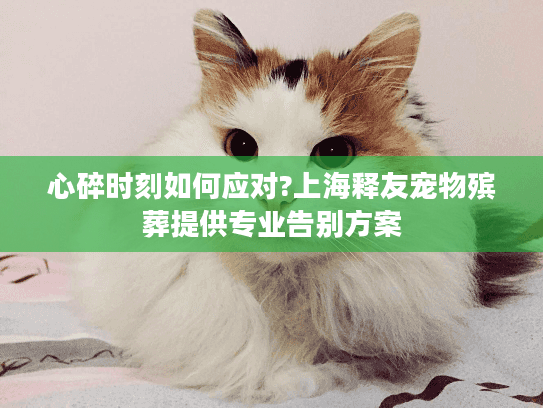 心碎时刻如何应对?上海释友宠物殡葬提供专业告别方案
