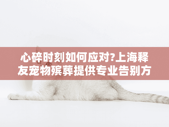 心碎时刻如何应对?上海释友宠物殡葬提供专业告别方案