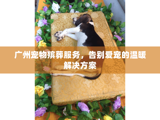广州宠物殡葬服务，告别爱宠的温暖解决方案