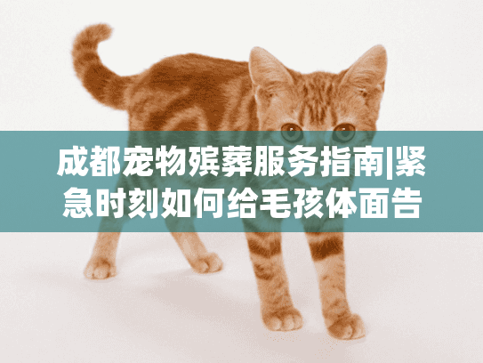 成都宠物殡葬服务指南|紧急时刻如何给毛孩体面告别?