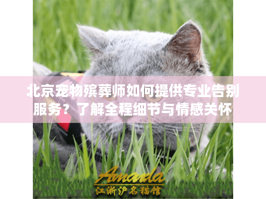北京宠物殡葬师如何提供专业告别服务？了解全程细节与情感关怀