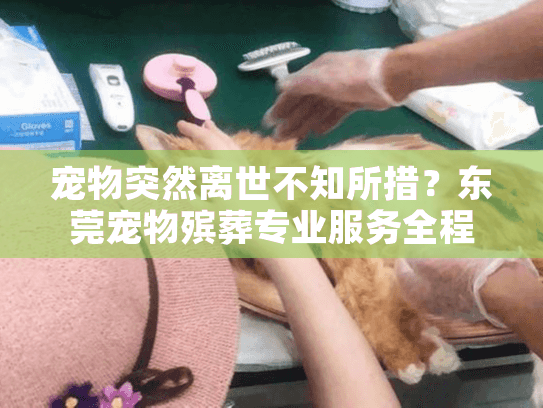 宠物突然离世不知所措？东莞宠物殡葬专业服务全程指导