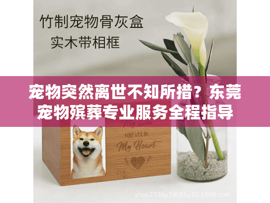 宠物突然离世不知所措？东莞宠物殡葬专业服务全程指导