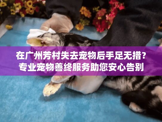 在广州芳村失去宠物后手足无措？专业宠物善终服务助您安心告别