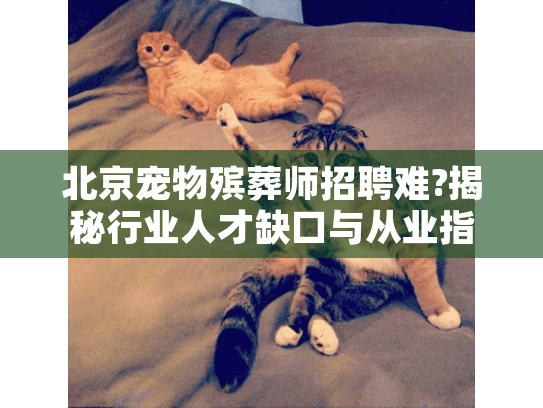 北京宠物殡葬师招聘难?揭秘行业人才缺口与从业指南