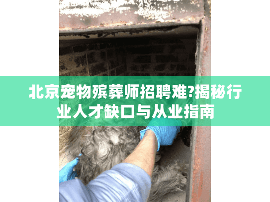 北京宠物殡葬师招聘难?揭秘行业人才缺口与从业指南