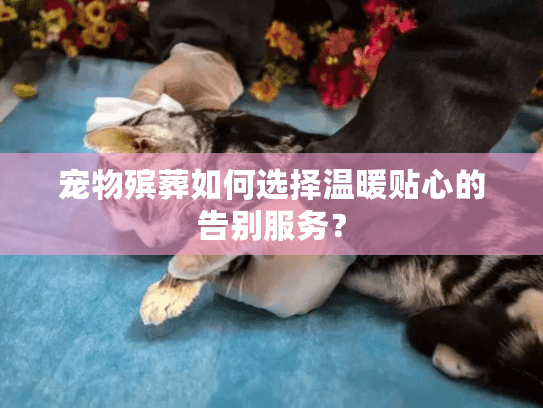 宠物殡葬如何选择温暖贴心的告别服务？