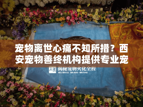 宠物离世心痛不知所措？西安宠物善终机构提供专业宠物殡葬服务指南