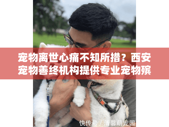 宠物离世心痛不知所措？西安宠物善终机构提供专业宠物殡葬服务指南